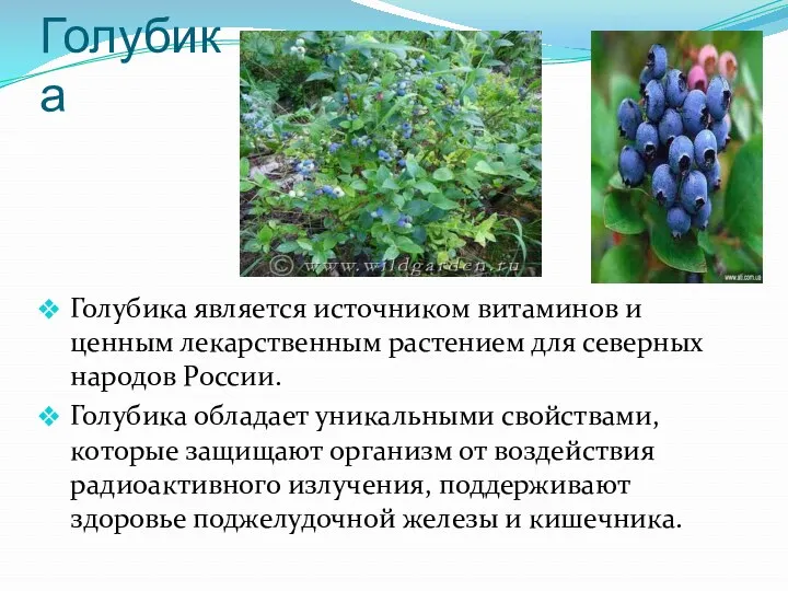 Голубика Голубика является источником витаминов и ценным лекарственным растением для