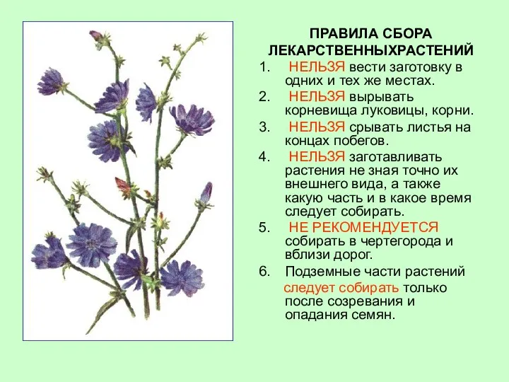 ПРАВИЛА СБОРА ЛЕКАРСТВЕННЫХРАСТЕНИЙ НЕЛЬЗЯ вести заготовку в одних и тех