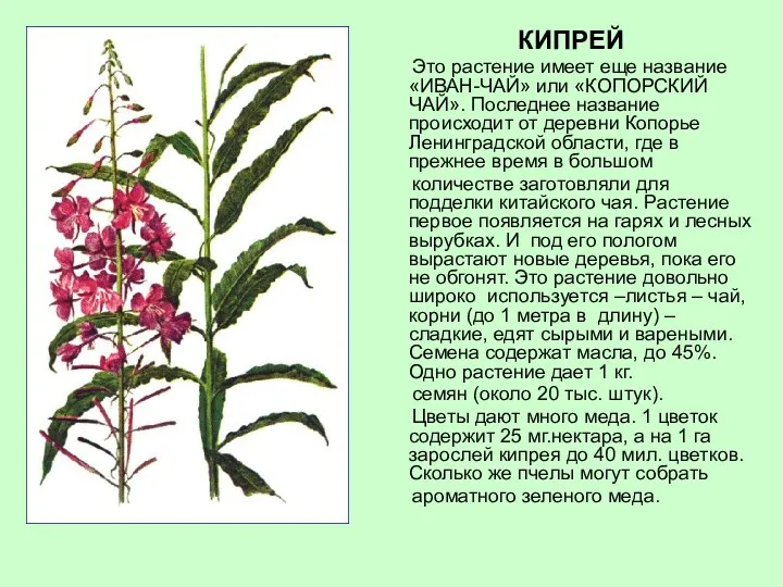 КИПРЕЙ Это растение имеет еще название «ИВАН-ЧАЙ» или «КОПОРСКИЙ ЧАЙ». Последнее название происходит