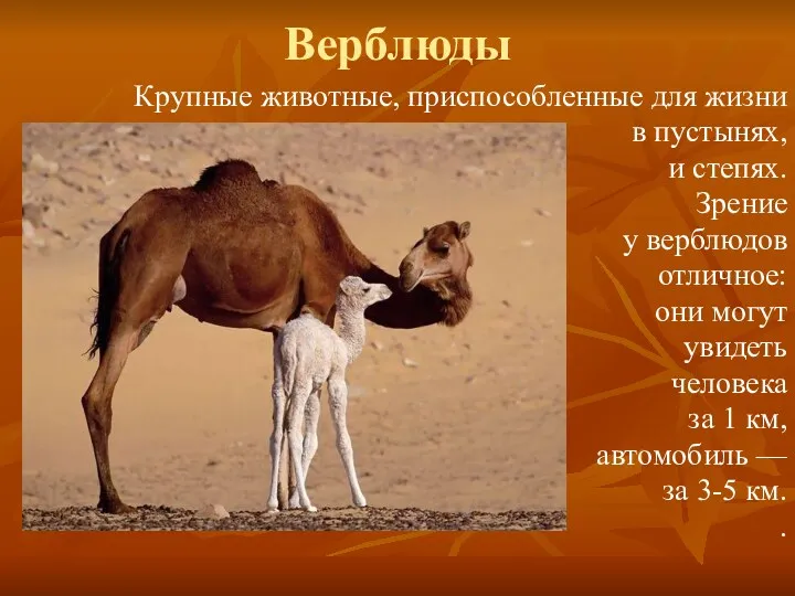 Верблюды Крупные животные, приспособленные для жизни в пустынях, и степях. Зрение у верблюдов