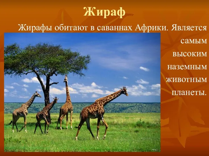 Жираф Жирафы обитают в саваннах Африки. Является самым высоким наземным животным планеты.