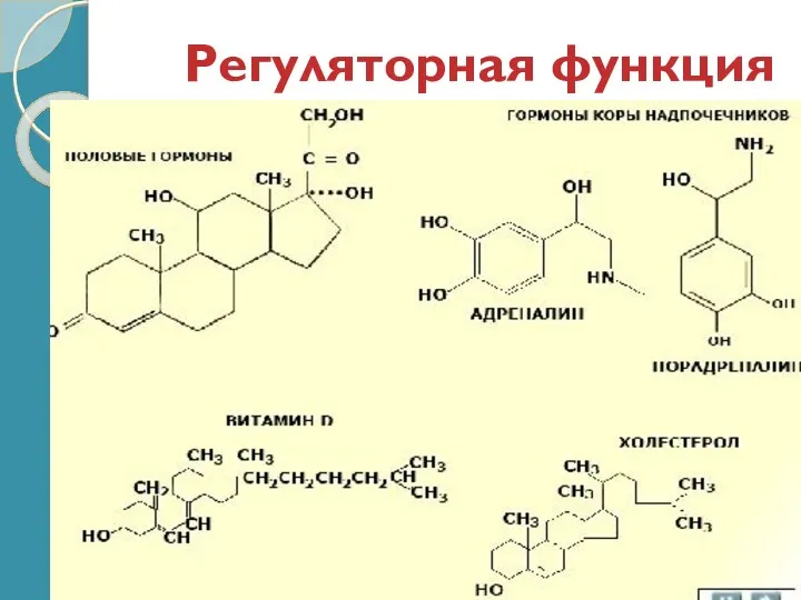 Регуляторная функция