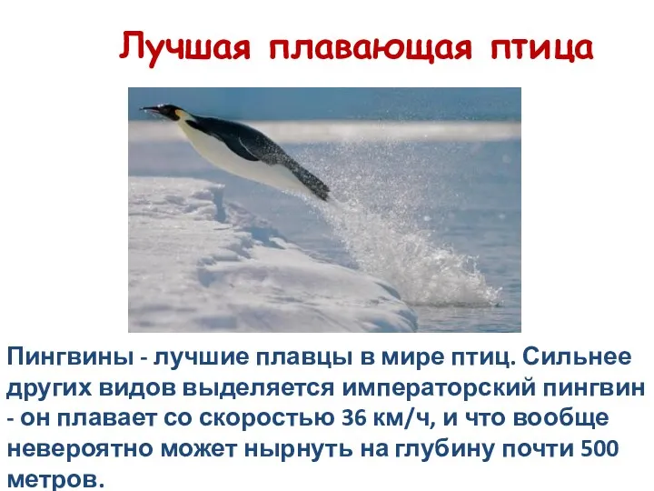 Лучшая плавающая птица Пингвины - лучшие плавцы в мире птиц.