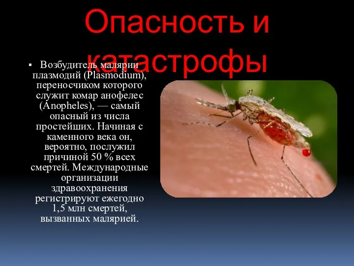 Опасность и катастрофы Возбудитель малярии плазмодий (Plasmodium), переносчиком которого служит комар анофелес (Anopheles),
