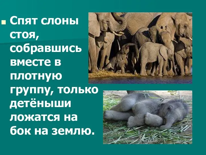 Спят слоны стоя, собравшись вместе в плотную группу, только детёныши ложатся на бок на землю.