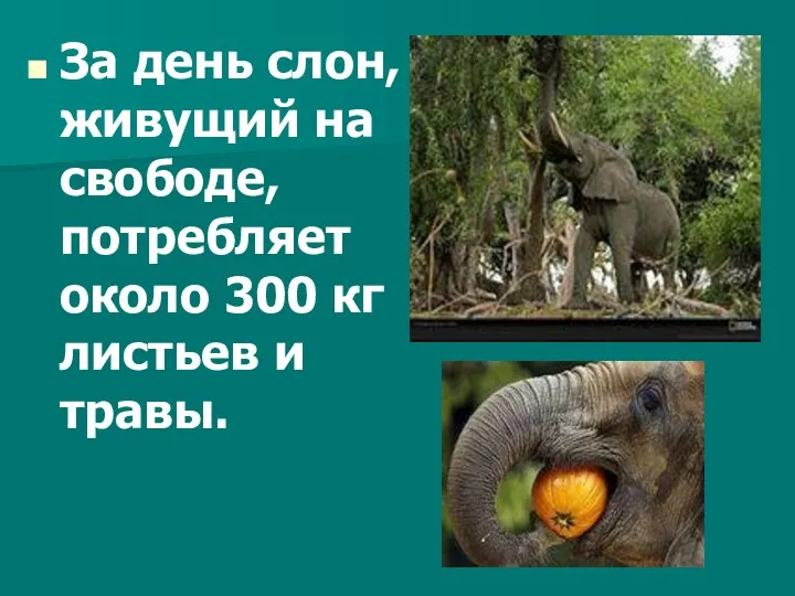 За день слон, живущий на свободе, потребляет около 300 кг листьев и травы.