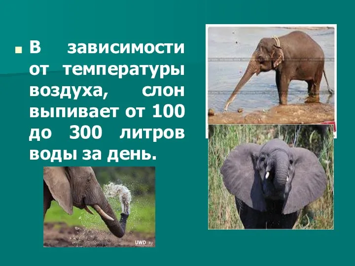 В зависимости от температуры воздуха, слон выпивает от 100 до 300 литров воды за день.