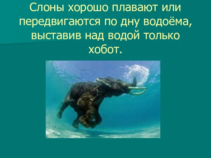 Слоны хорошо плавают или передвигаются по дну водоёма, выставив над водой только хобот.