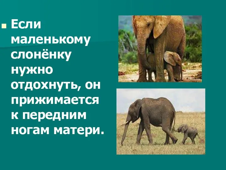 Если маленькому слонёнку нужно отдохнуть, он прижимается к передним ногам матери.