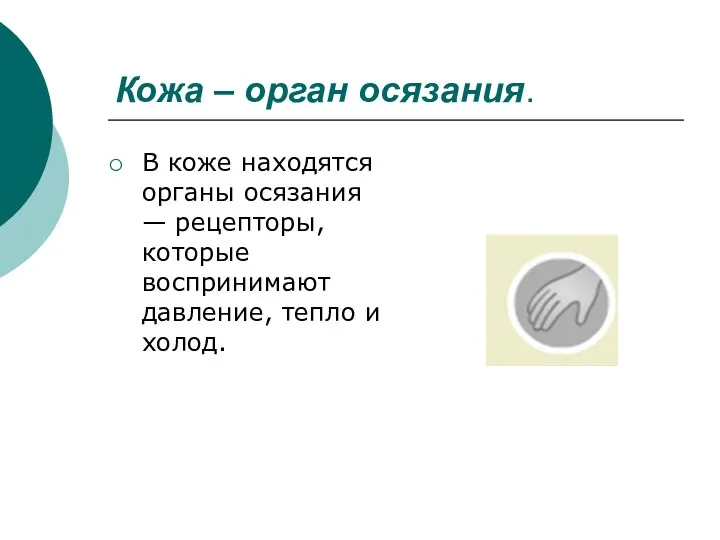 Кожа – орган осязания. В коже находятся органы осязания — рецепторы, которые воспринимают