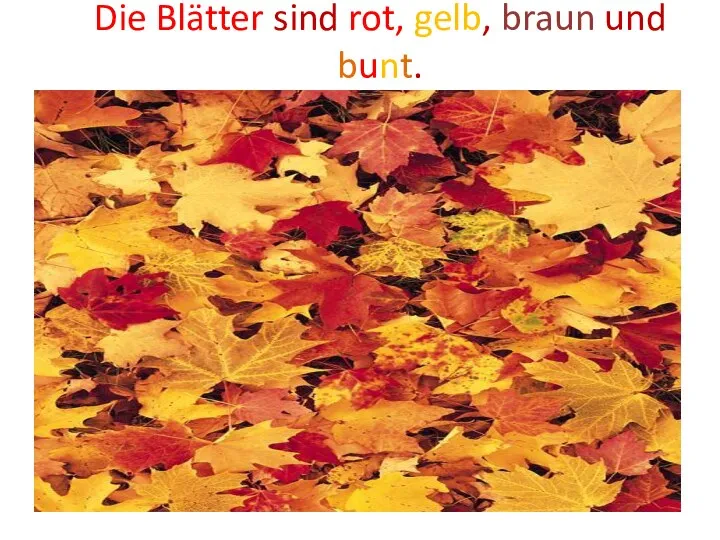 Die Blätter sind rot, gelb, braun und bunt.