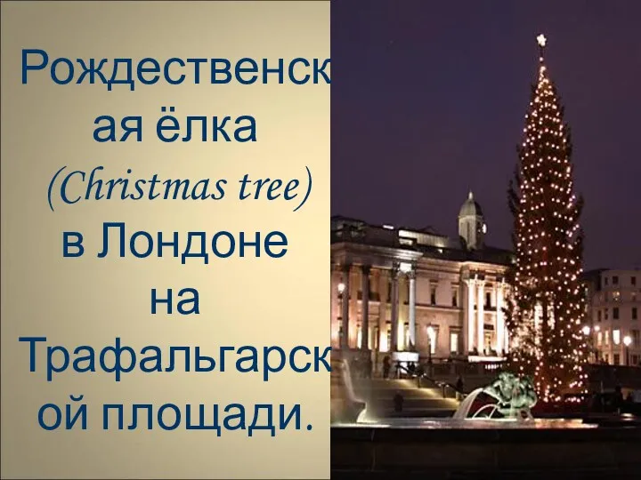 Рождественская ёлка (Christmas tree) в Лондоне на Трафальгарской площади.