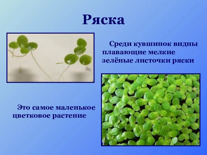 Ряска Это самое маленькое цветковое растение Среди кувшинок видны плавающие мелкие зелёные листочки ряски