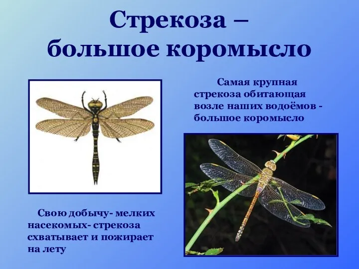 Стрекоза – большое коромысло Самая крупная стрекоза обитающая возле наших водоёмов - большое