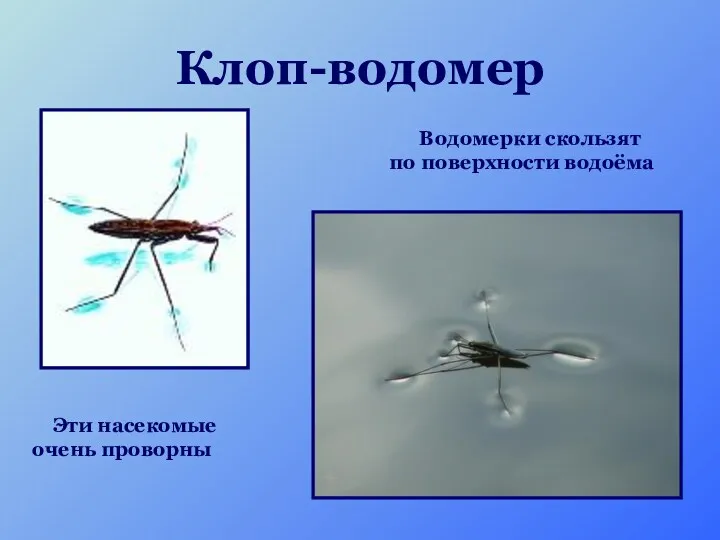 Клоп-водомер Водомерки скользят по поверхности водоёма Эти насекомые очень проворны