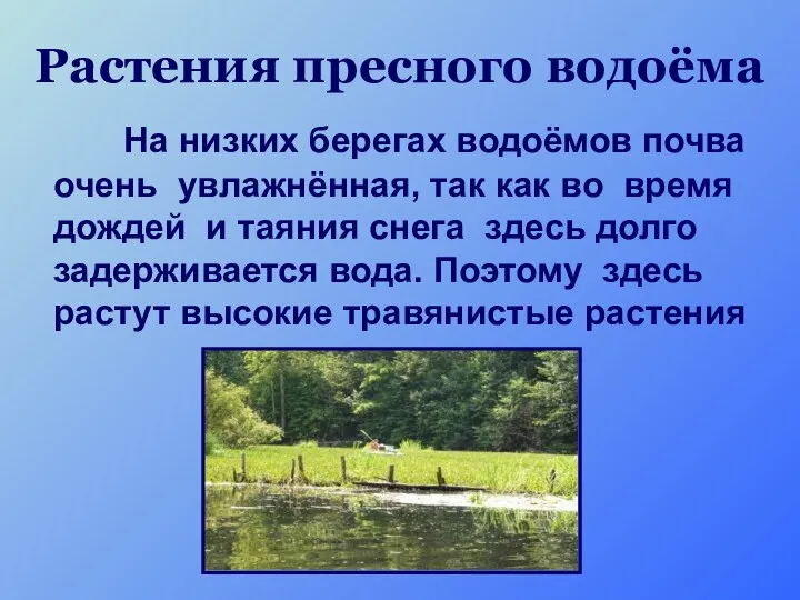 Растения пресного водоёма На низких берегах водоёмов почва очень увлажнённая, так как во