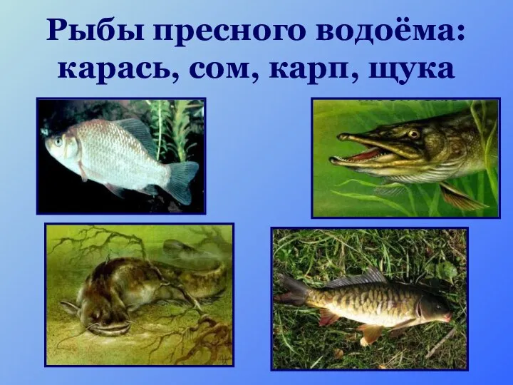 Рыбы пресного водоёма: карась, сом, карп, щука