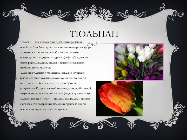 тЮЛЬПАН Тюльпан— род многолетних луковичных растений семейства Лилейные. существует множество сортов и форм