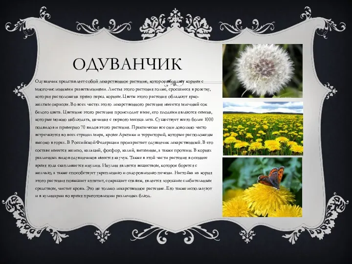 одуванчик Одуванчик представляет собой лекарственное растение, которое обладает корнем с многочисленными разветвлениями. Листья