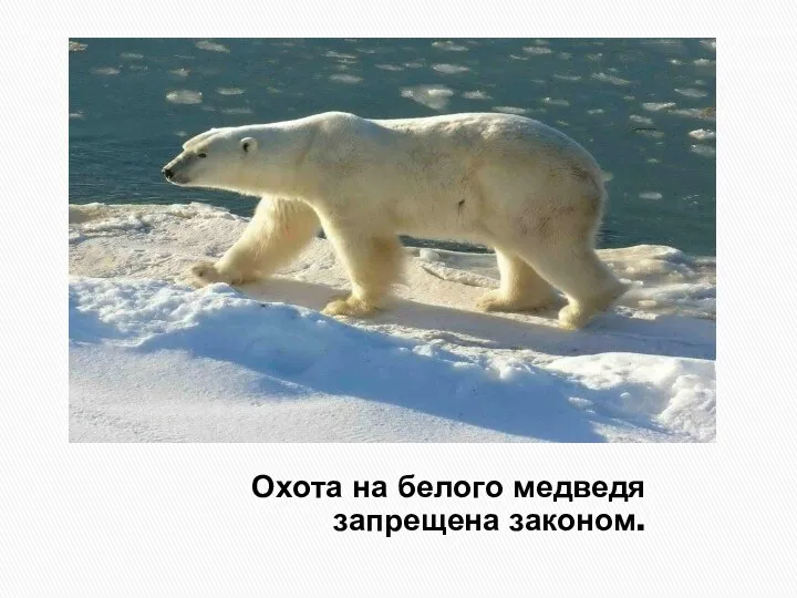 Охота на белого медведя запрещена законом.