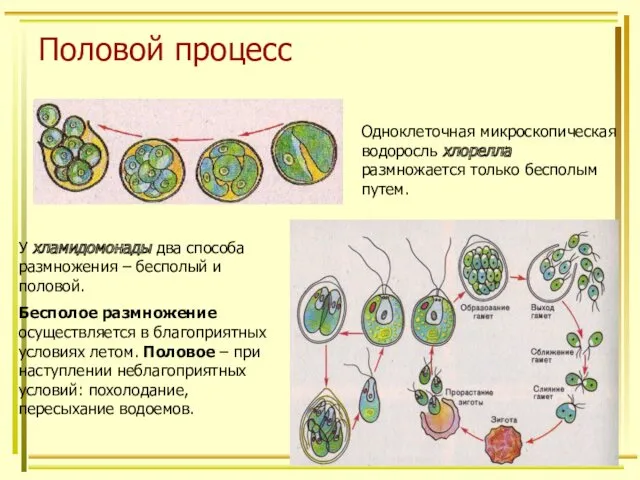 Половой процесс Одноклеточная микроскопическая водоросль хлорелла размножается только бесполым путем.