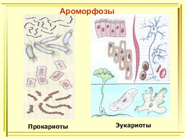 Ароморфозы