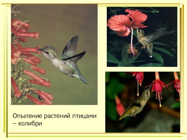 Опыление растений птицами – колибри