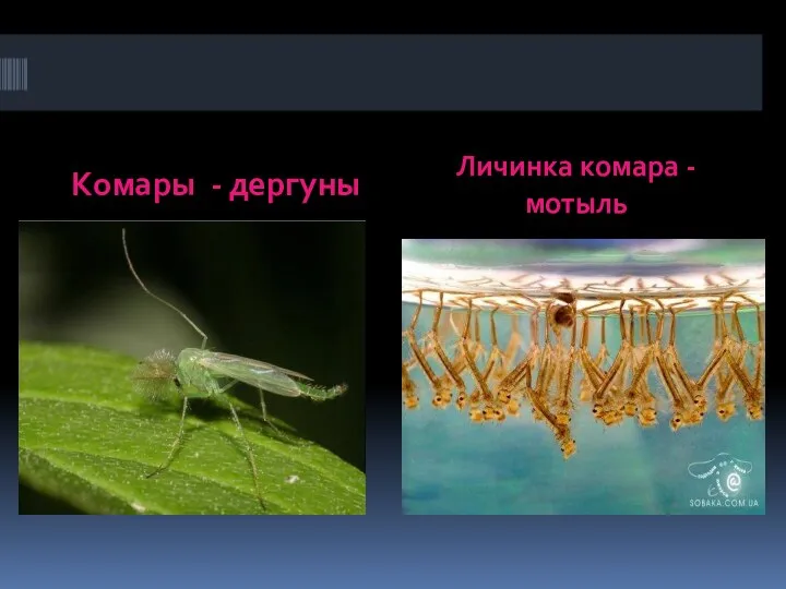 Комары - дергуны Личинка комара - мотыль