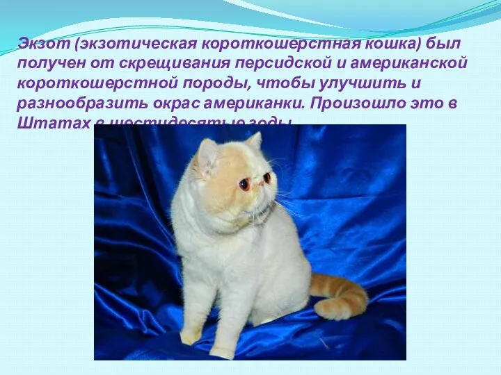 Экзот (экзотическая короткошерстная кошка) был получен от скрещивания персидской и американской короткошерстной породы,