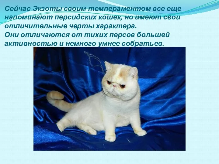 Сейчас Экзоты своим темпераментом все еще напоминают персидских кошек, но имеют свои отличительные
