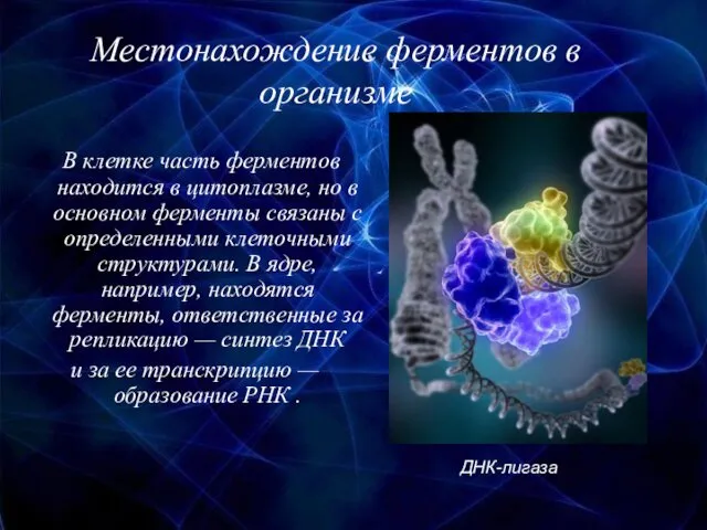 Местонахождение ферментов в организме В клетке часть ферментов находится в