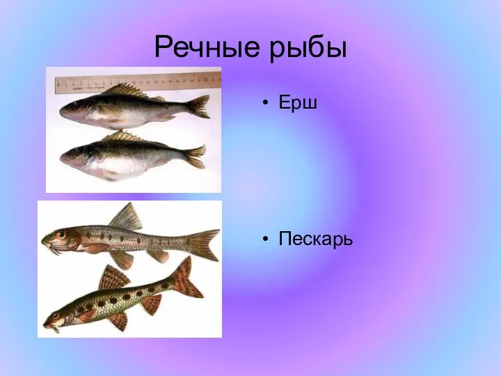 Речные рыбы Ерш Пескарь