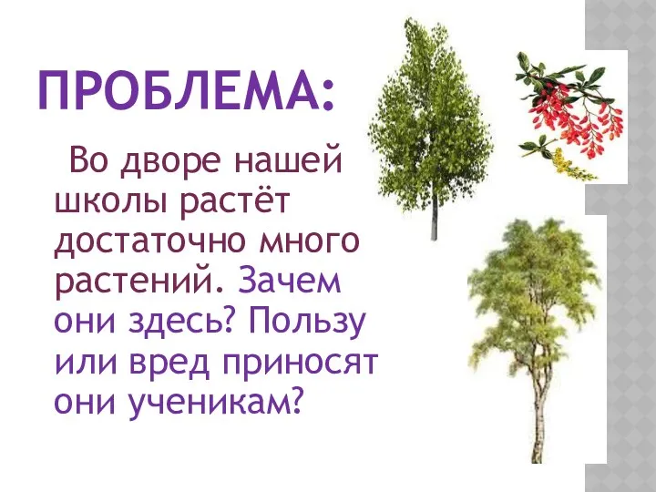 Проблема: Во дворе нашей школы растёт достаточно много растений. Зачем они здесь? Пользу