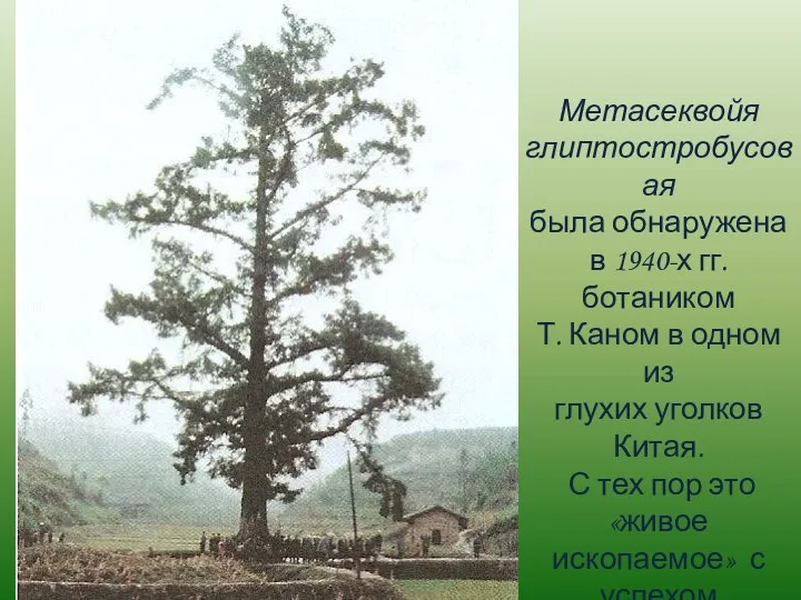 Метасеквойя глиптостробусовая была обнаружена в 1940-х гг. ботаником Т. Каном