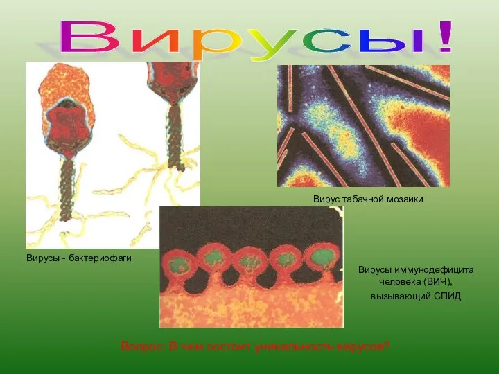 Вирусы! Вирусы - бактериофаги Вирус табачной мозаики Вирусы иммунодефицита человека