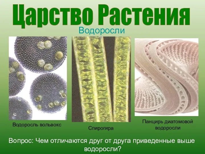 Царство Растения Водоросли Водоросль вольвокс Спирогира Панцирь диатомовой водоросли Вопрос: