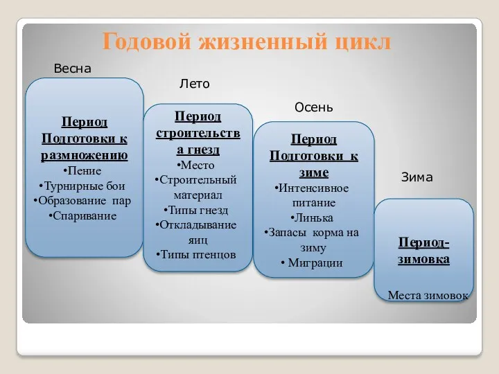 Годовой жизненный цикл Период Подготовки к размножению Пение Турнирные бои