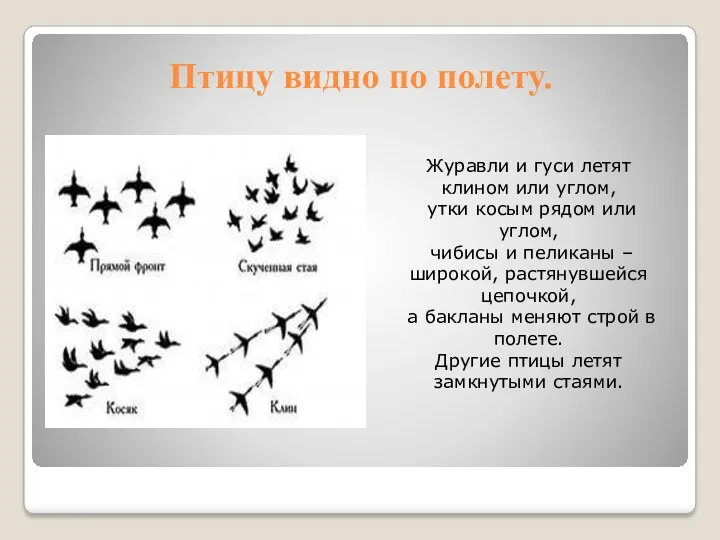 Птицу видно по полету. Журавли и гуси летят клином или