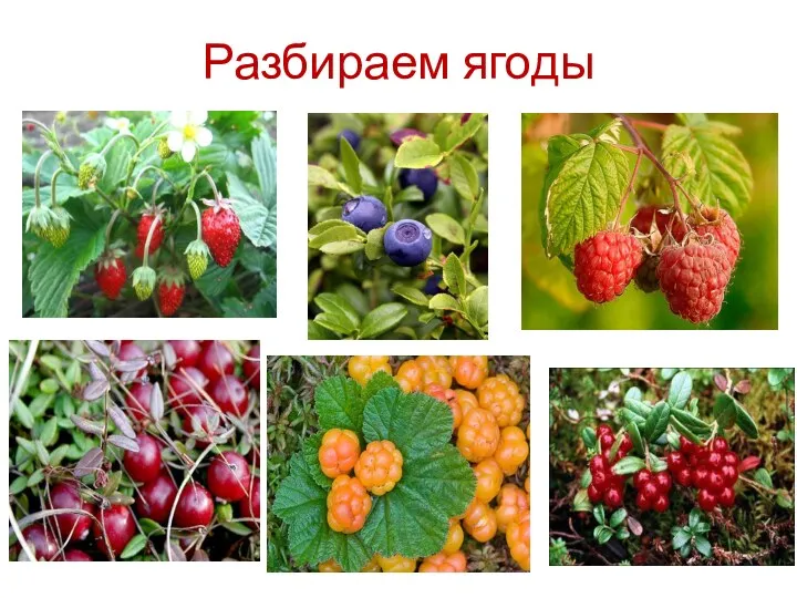 Разбираем ягоды
