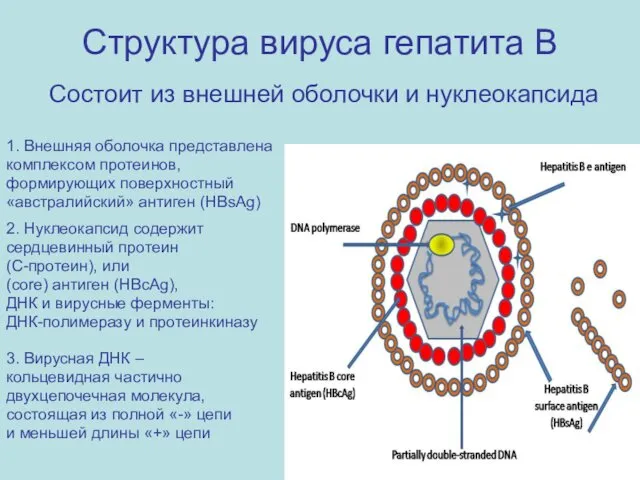 Структура вируса гепатита B Состоит из внешней оболочки и нуклеокапсида 1. Внешняя оболочка