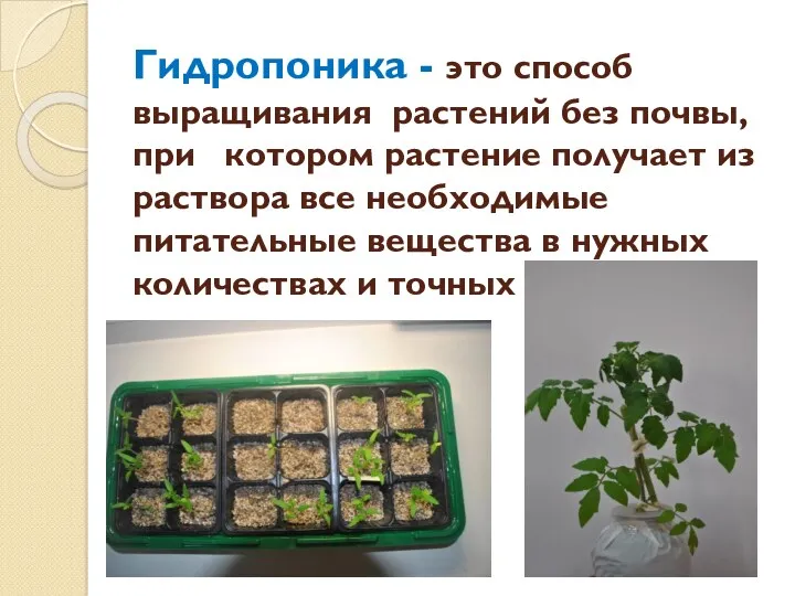 Гидропоника - это способ выращивания растений без почвы, при котором