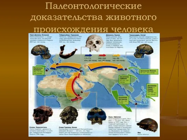 Палеонтологические доказательства животного происхождения человека