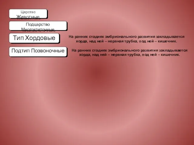 Царство Животные Подцарство Многоклеточные Тип Хордовые Подтип Позвоночные На ранних