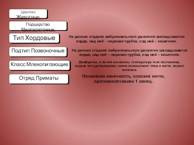 Царство Животные Подцарство Многоклеточные Тип Хордовые Подтип Позвоночные Класс Млекопитающие Отряд Приматы На