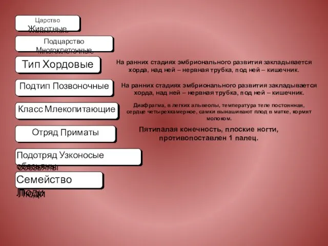 Царство Животные Подцарство Многоклеточные Тип Хордовые Подтип Позвоночные Класс Млекопитающие Отряд Приматы Подотряд