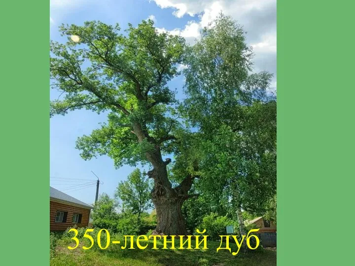 350-летний дуб