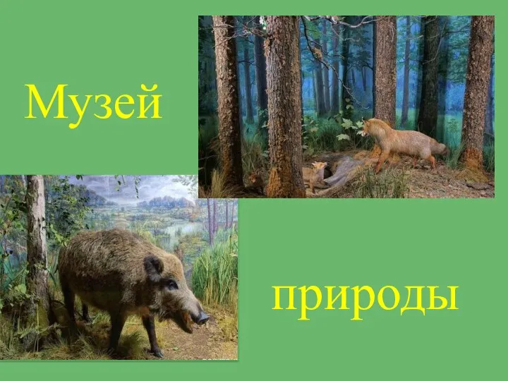 Музей природы