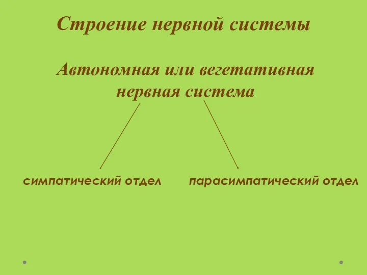 Строение нервной системы Автономная или вегетативная нервная система симпатический отдел парасимпатический отдел