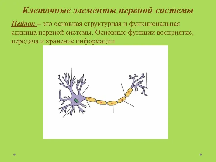 Клеточные элементы нервной системы Нейрон – это основная структурная и