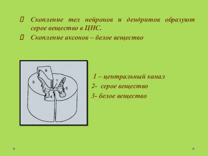 Скопление тел нейронов и дендритов образуют серое вещество в ЦНС.